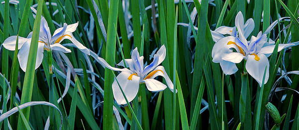 Lily Poster featuring the photograph Morning Smile - Wild African Iris by Donna Proctor