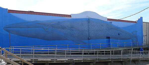 Ocean City Poster featuring the photograph Ocean City - Blue Whale by Richard Reeve