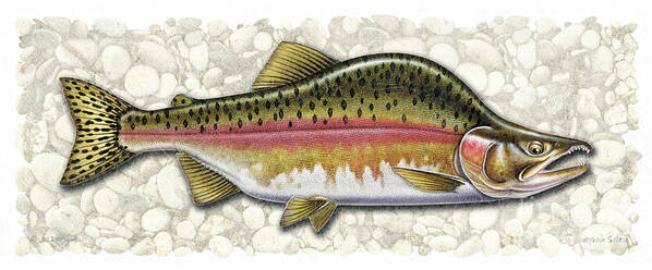 Coho Poster featuring the painting Pink Salmon Spawning Phase by JQ Licensing