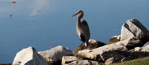 Nature Poster featuring the photograph Resting Heron by Mary Haber
