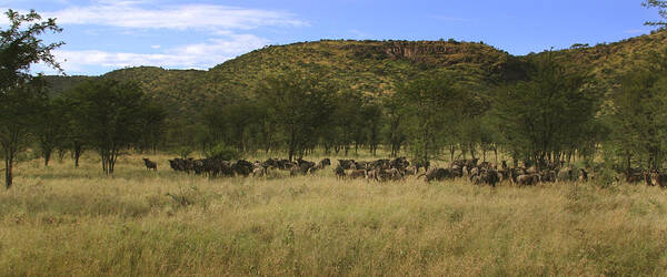 Wildebeest Poster featuring the photograph Serengeti by Joseph G Holland