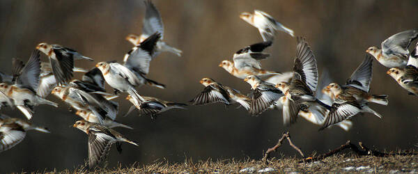 Wildlife Poster featuring the photograph Snow Buntings Taking Flight by William Selander