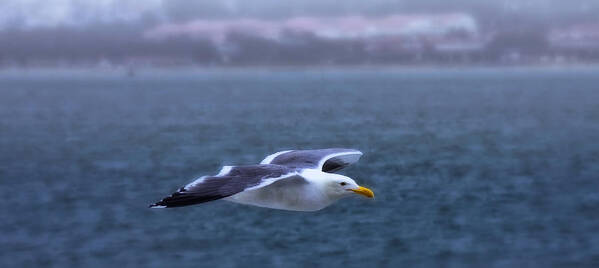 Seagull Poster featuring the photograph Soar by Joe Ownbey
