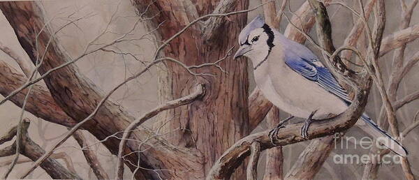 Blue Jay Poster featuring the painting The Roost sold by Sandy Brindle