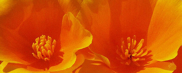 California Poppies Poster featuring the photograph Wild Poppies by Ben and Raisa Gertsberg