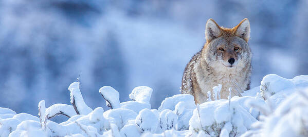 Wildlife Poster featuring the photograph Winter Coat by Kevin Dietrich