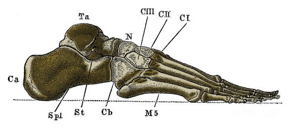 Human Poster featuring the photograph Right Foot #1 by Science Source