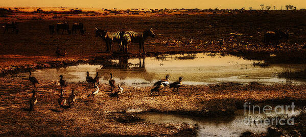 Kenya Poster featuring the photograph Around The Pond by Lydia Holly