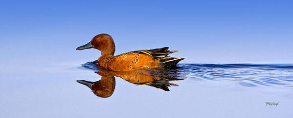 Duck Poster featuring the photograph Cinnamon Teal Male by Fred J Lord