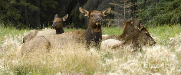 Harem Poster featuring the photograph Elk Harem by Bob Christopher