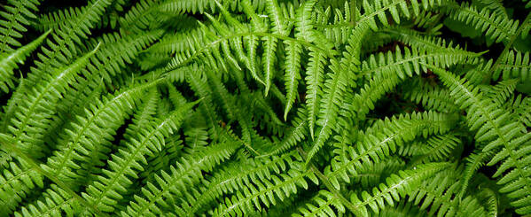 Ferns Poster featuring the photograph Ferns by Kim Galluzzo