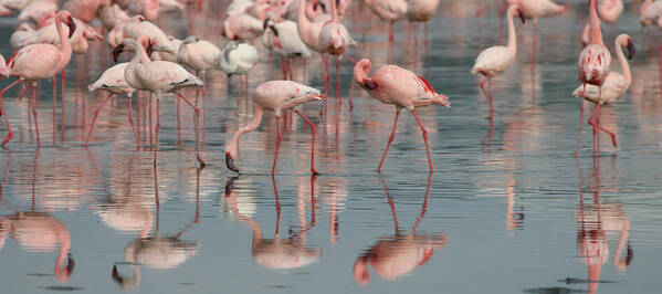 Lessor Flamingo Poster featuring the photograph Flamingo Parade by Joseph G Holland