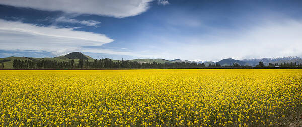00498847 Poster featuring the photograph Flowering Mustard Crop In Canterbury by Colin Monteath