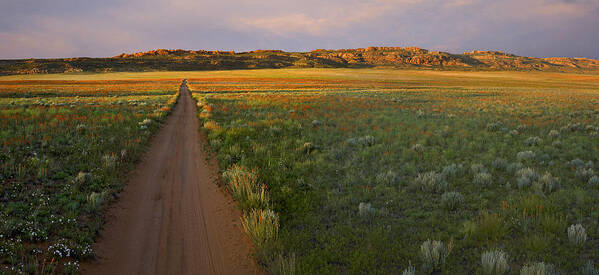 00175239 Poster featuring the photograph Globemallow Clusters And Dirt Road Salt by Tim Fitzharris