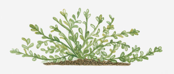 Horizontal Poster featuring the digital art Illustration Of Bacopa (waterhyssop) Bearing Succulent Oblanceolate Green Leaves On Creeping Stems by Joanne Cowne