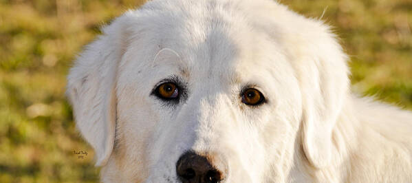 Dog Poster featuring the photograph Sweetie In The Boonies by Trish Tritz