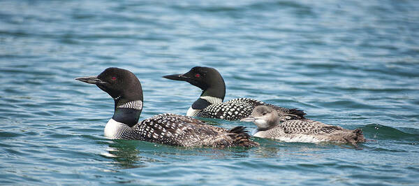 Water Poster featuring the photograph Three Loons by Mark Harrington
