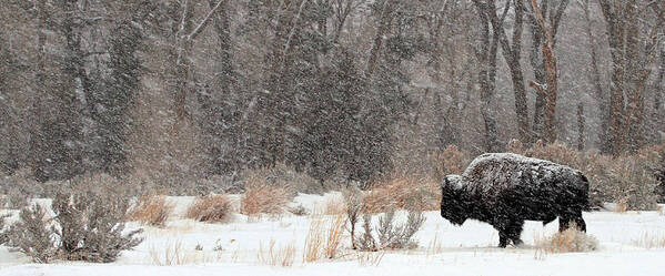 Bison Bull Poster featuring the photograph Into the Wind #1 by Sandy Sisti