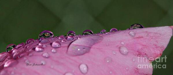 Droplets Poster featuring the photograph Pink Droplets #1 by Yumi Johnson