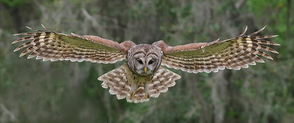 Barred Owl Poster featuring the photograph The Approach. #1 by Evelyn Garcia