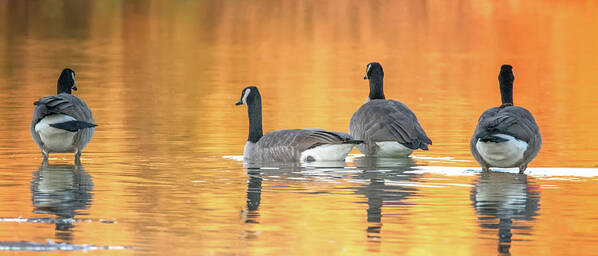 Canda Poster featuring the photograph Canada Geese #17 by Tam Ryan