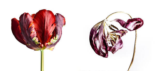 Tulip Flower Poster featuring the photograph Fading Beauty #2 by Nailia Schwarz