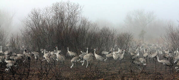 Cranes Poster featuring the photograph Sandhill Cranes and the Fog by Farol Tomson