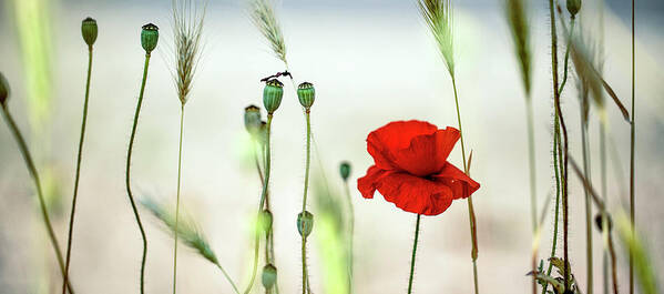 Poppy Poster featuring the photograph Summer Poppy Meadow #22 by Nailia Schwarz