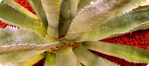  Poster featuring the photograph Agave by Donna Spadola