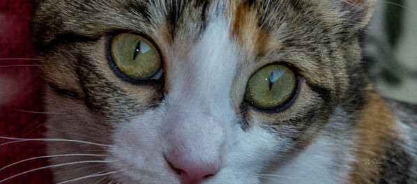 Cat Poster featuring the photograph Cat Eyes by Bill Posner
