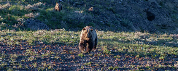 Grizzly Bear Poster featuring the photograph Charging Grizzly by Mark Miller