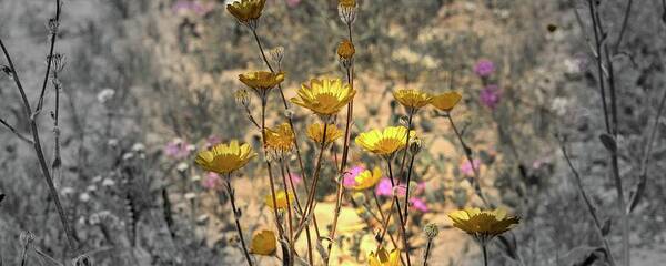 Desert Daisy Poster featuring the photograph Desert Spot Daisy by Michael Hope