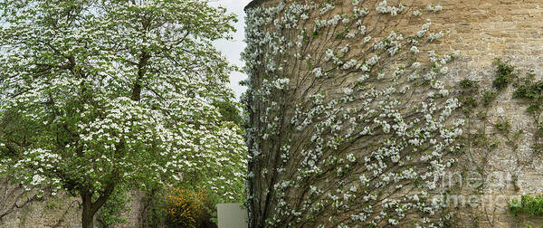 Rousham House Gardens Poster featuring the photograph Dogwood Flowers and Apple Blossom by Tim Gainey