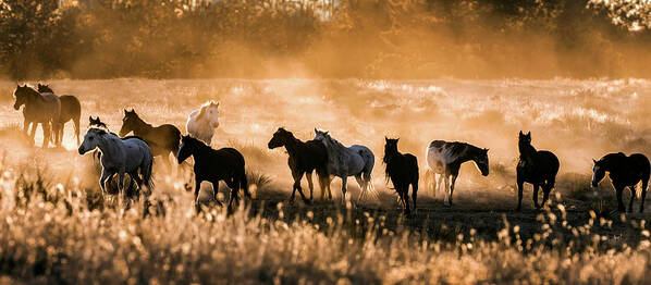 Animals Poster featuring the photograph Dusty Mustang Sunset Panorama by Dawn Key