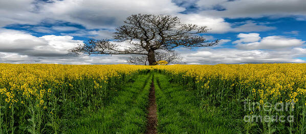 Yellow Field Poster featuring the photograph Field Of Rapeseeds by Adrian Evans