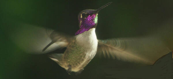 Animal Poster featuring the photograph Flying Male Anna's by Jay Milo