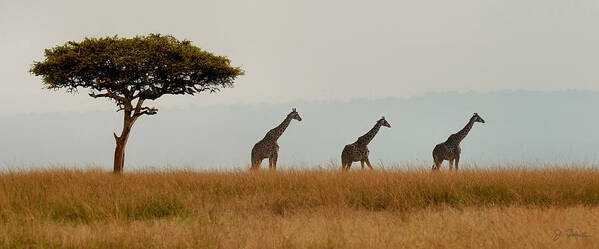 Africa Poster featuring the photograph Giraffes on Parade by Joe Bonita