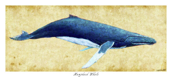 Humpback Poster featuring the photograph Humpback Whale painting - framed by Weston Westmoreland