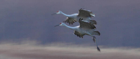 Sandhill Cranes Birds Photography Photograph Wildlife Flying Flight Poster featuring the photograph Landing Gear Down by Shari Jardina