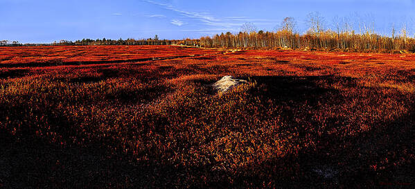 Blueberry Fields Poster featuring the photograph Late Autumn Crimson Blueberry Barrens by Marty Saccone