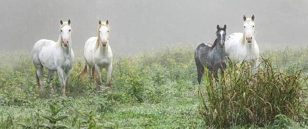 Wild Horses Poster featuring the photograph Out of the Mist, 2 by Holly Ross