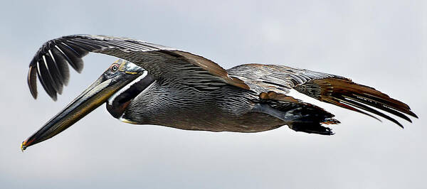 Pelican Poster featuring the photograph Pelican in Flight by WAZgriffin Digital