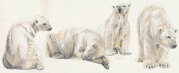 Bear Poster featuring the mixed media Polar Bear Wrap by Barbara Keith