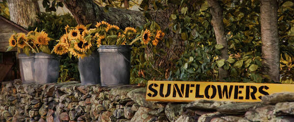 Sunflowers Poster featuring the photograph Roadside Sunshine by Robin-Lee Vieira