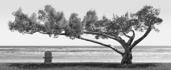 Shade Tree Poster featuring the photograph Shade Tree bw by Mike McGlothlen