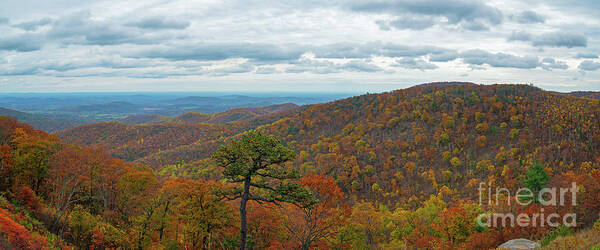 Shenandoah National Park Poster featuring the photograph Shenandoah Fall Foliage by Michael Ver Sprill
