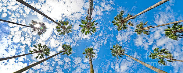 Skyward Palms Poster featuring the photograph Skyward Palms by Az Jackson