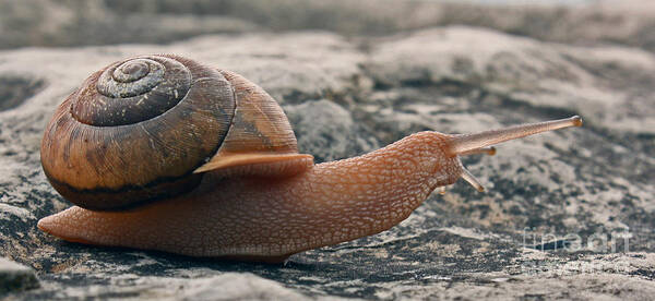 Snail Poster featuring the photograph Slow Going by Scott Heister
