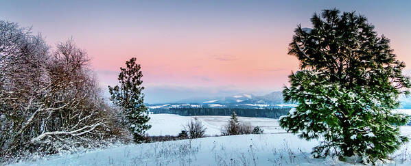 Pine Tree Poster featuring the photograph Snow Covered Valley by Lester Plank