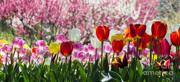 Sun Poster featuring the photograph Spring by Angela DeFrias